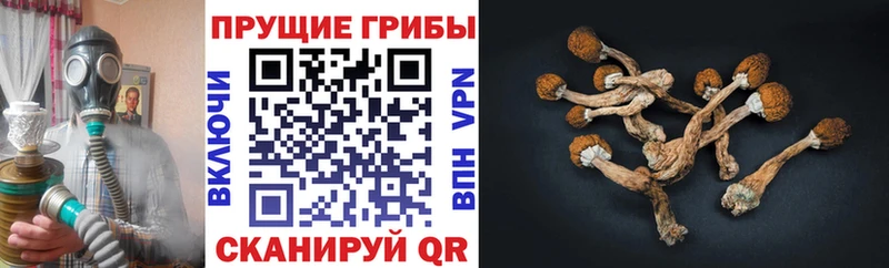 МЕГА вход  цены наркотик  площадка наркотические препараты  Псилоцибиновые грибы Cubensis  Звенигород 